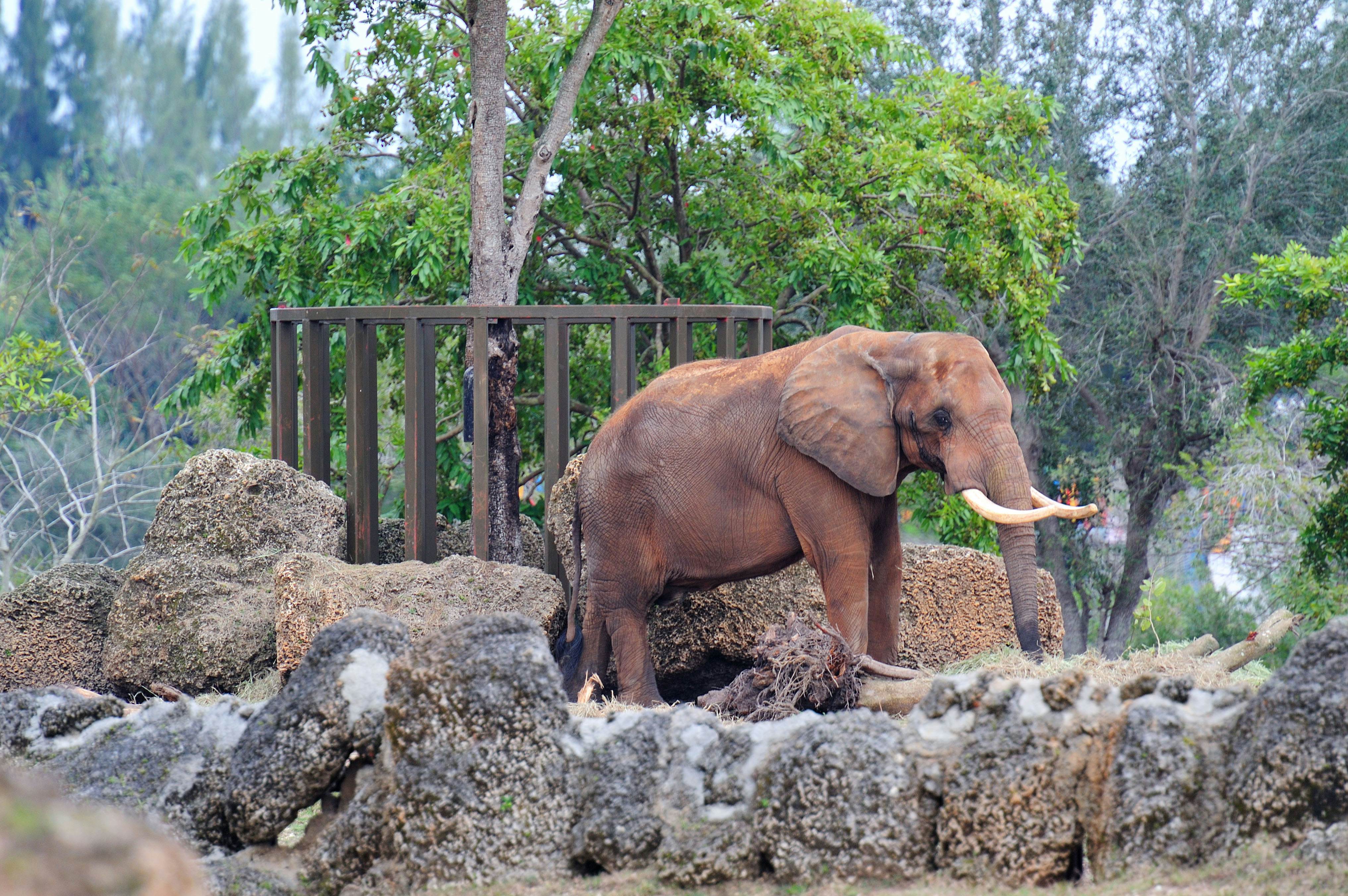 Elephant walking in Miami zoo - Image ID: CW0X2D

Zoo Miami
animals
animal
